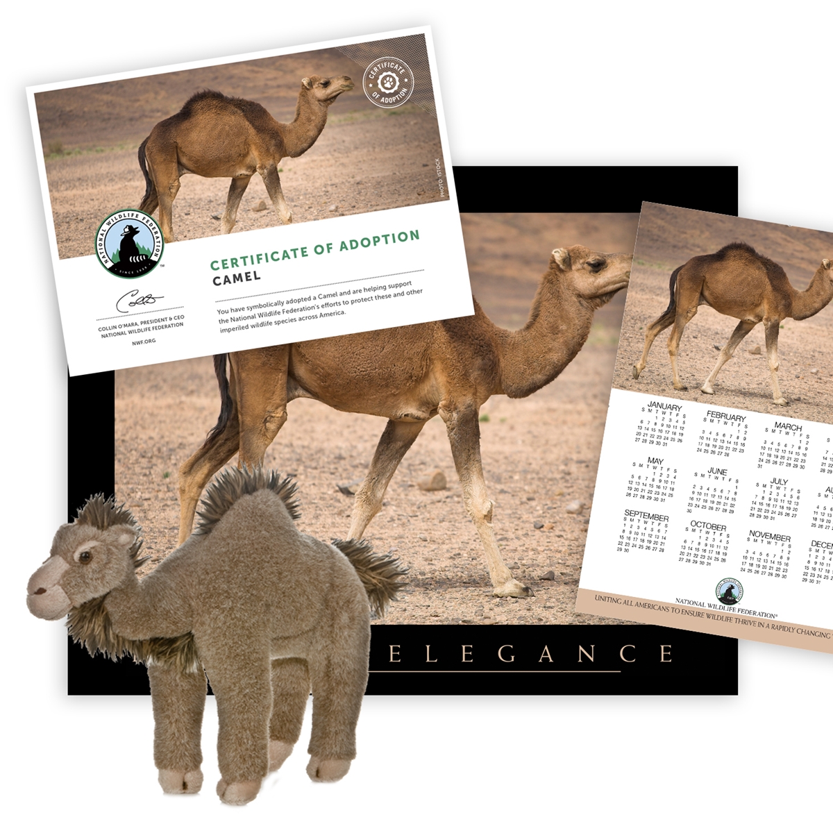 Adopt a Camel