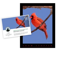 Adopt a Northern Cardinal - CDNL25