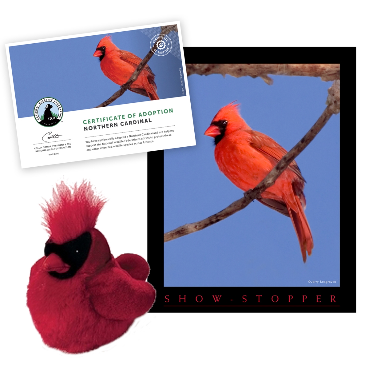 Adopt a Northern Cardinal