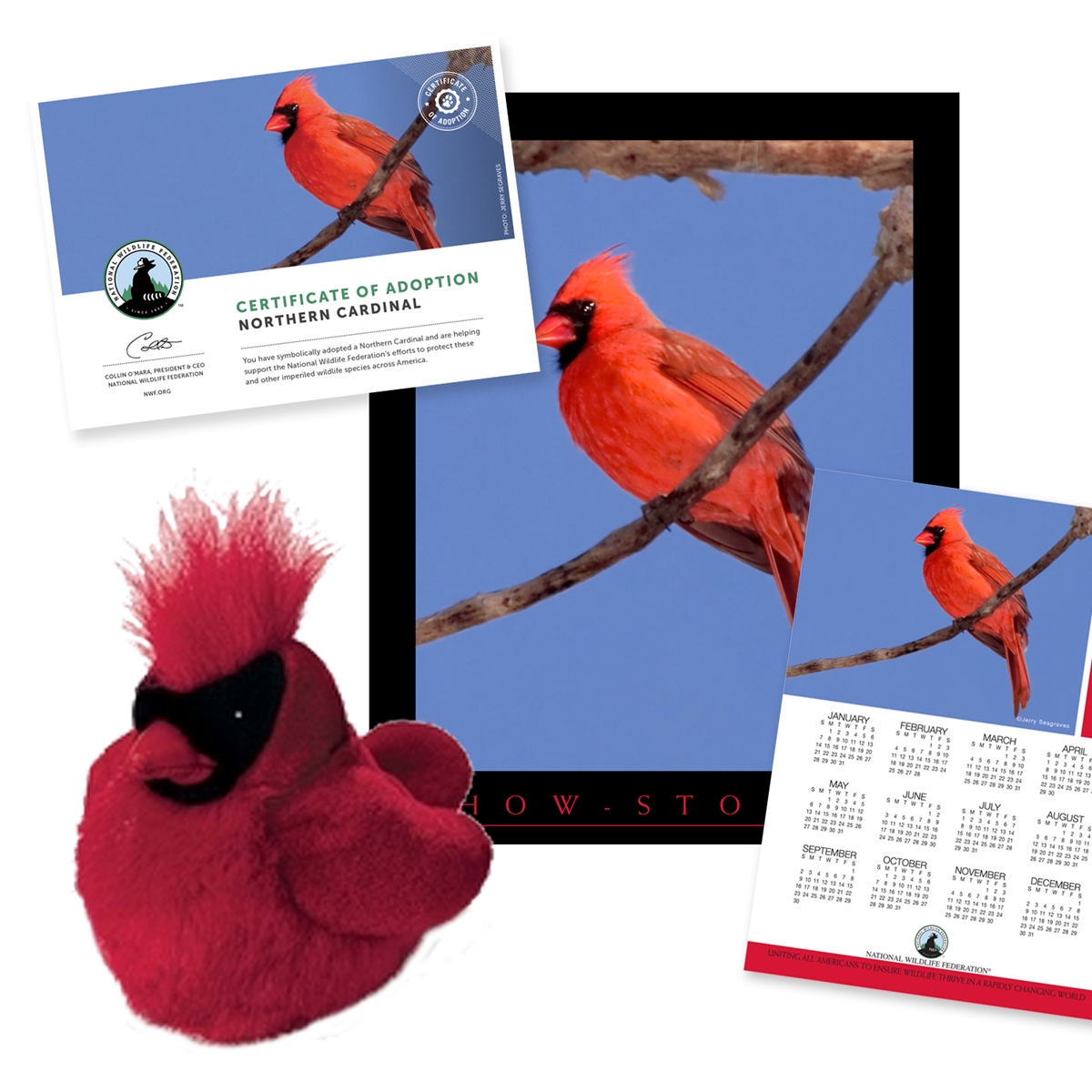 Adopt a Northern Cardinal