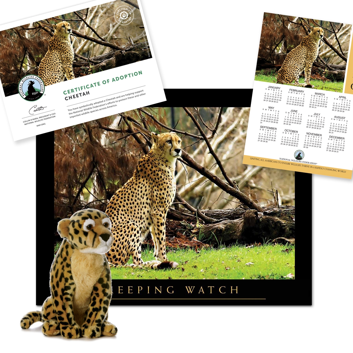 Adopt a Cheetah
