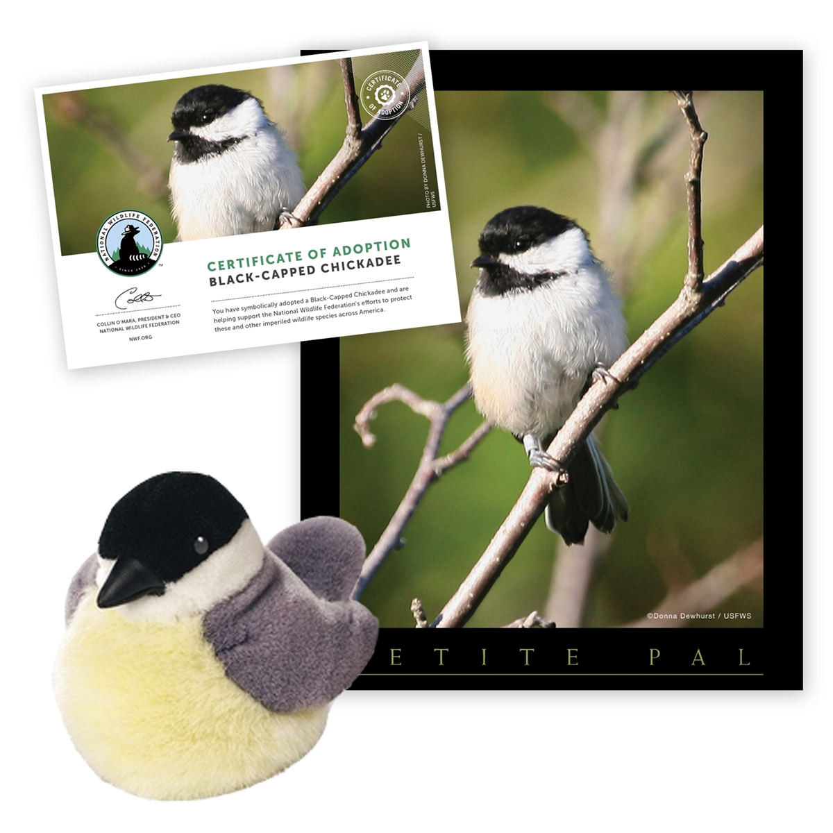 Adopt a Black-Capped Chickadee