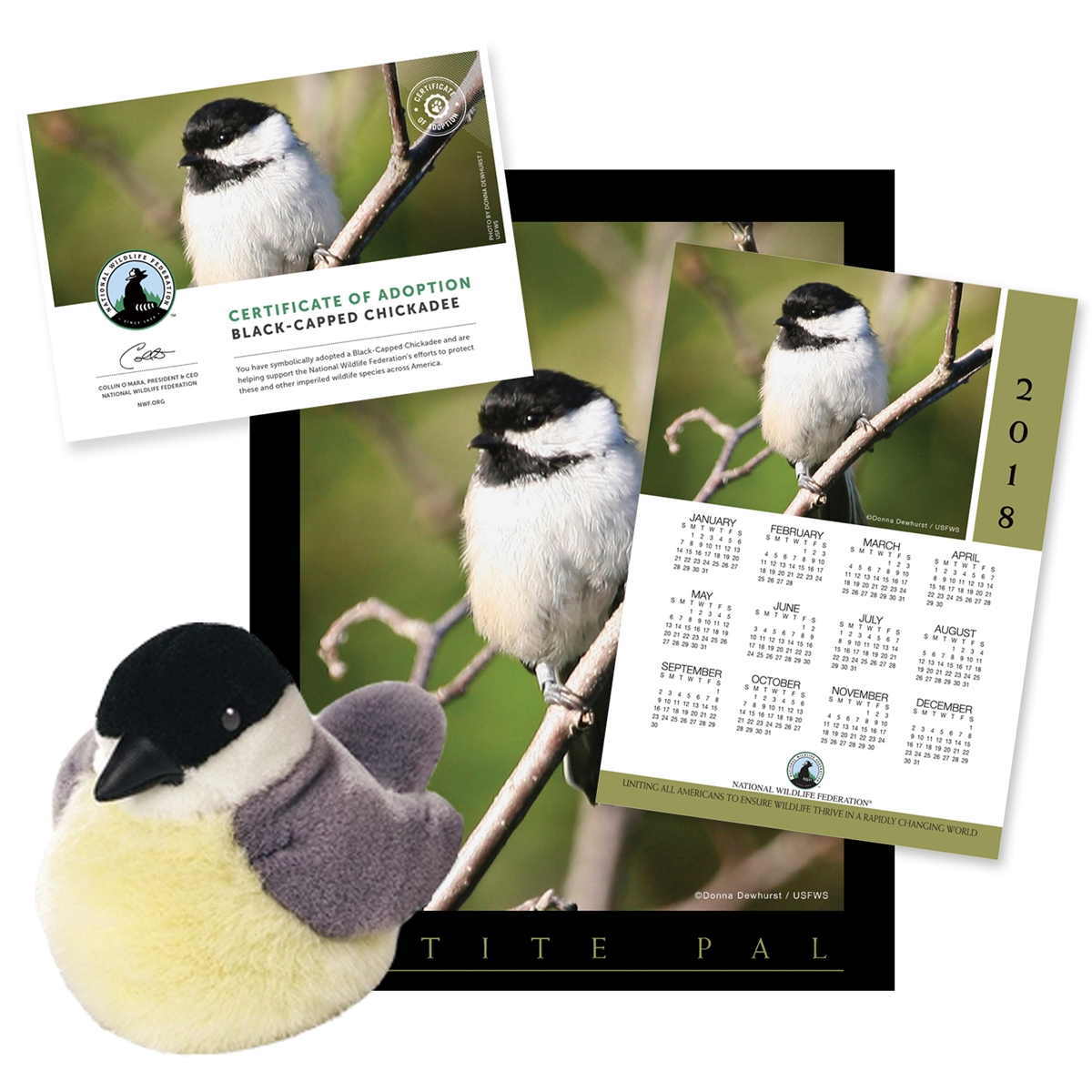Adopt a Black-Capped Chickadee