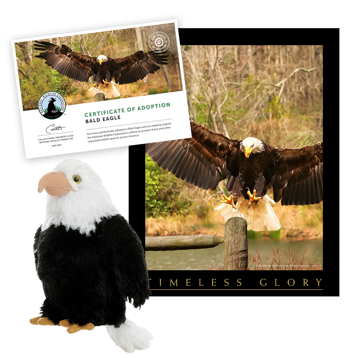 Adopt a Bald Eagle