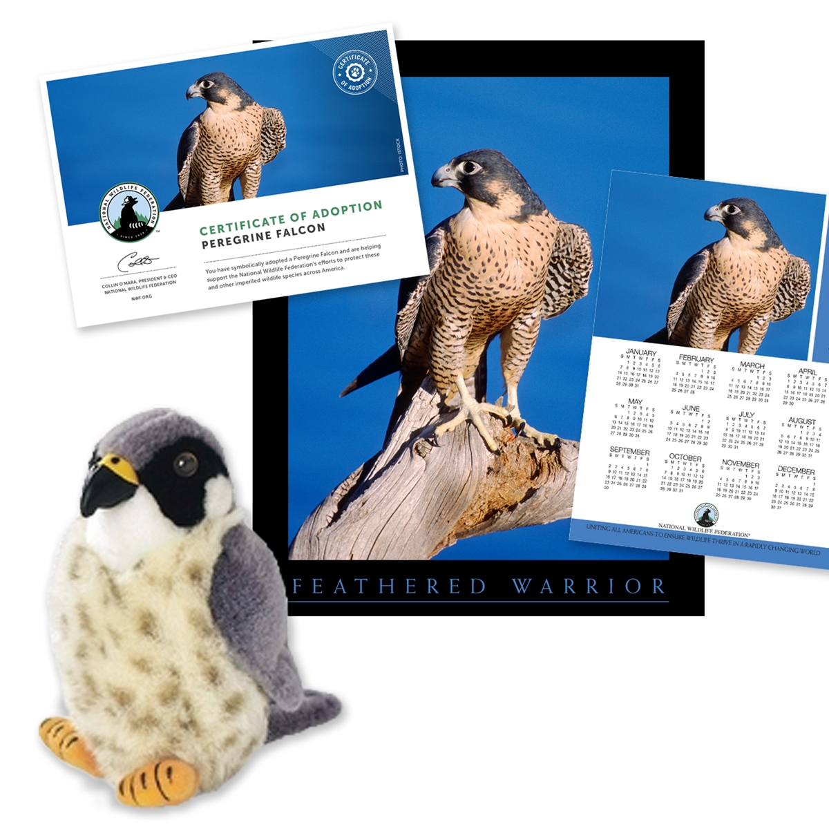 Adopt a Peregrine Falcon