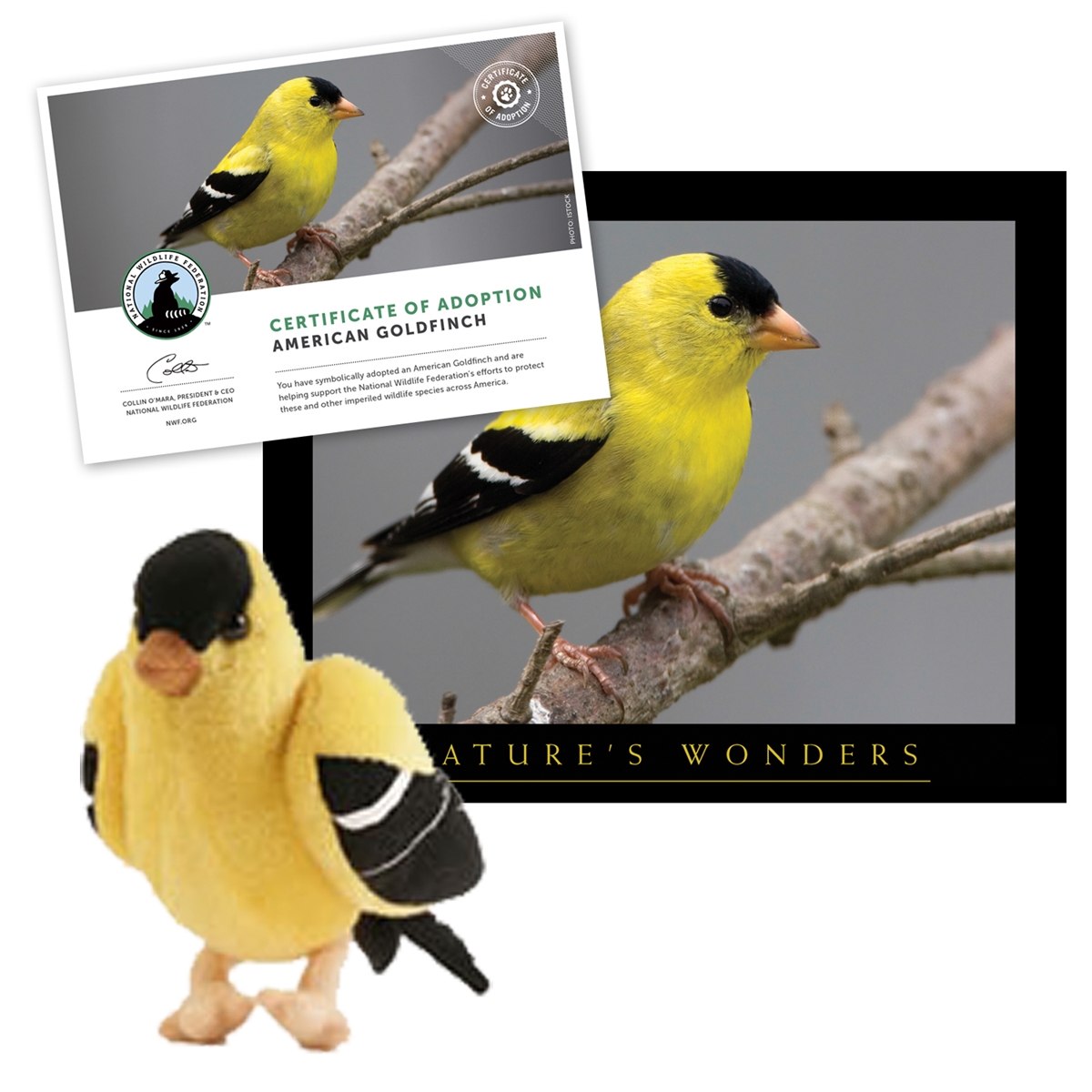 Adopt an American Goldfinch