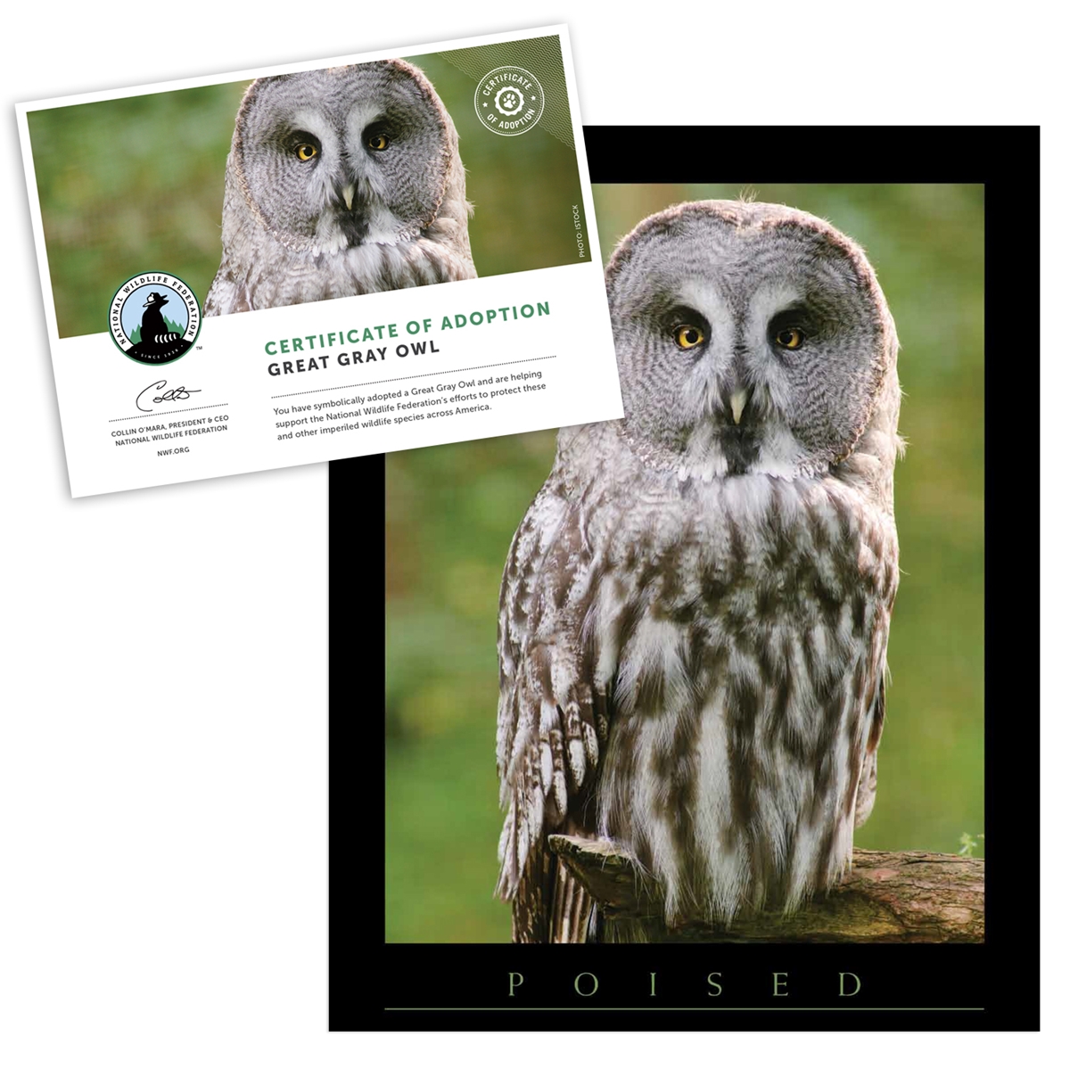 Adopt a Great Gray Owl