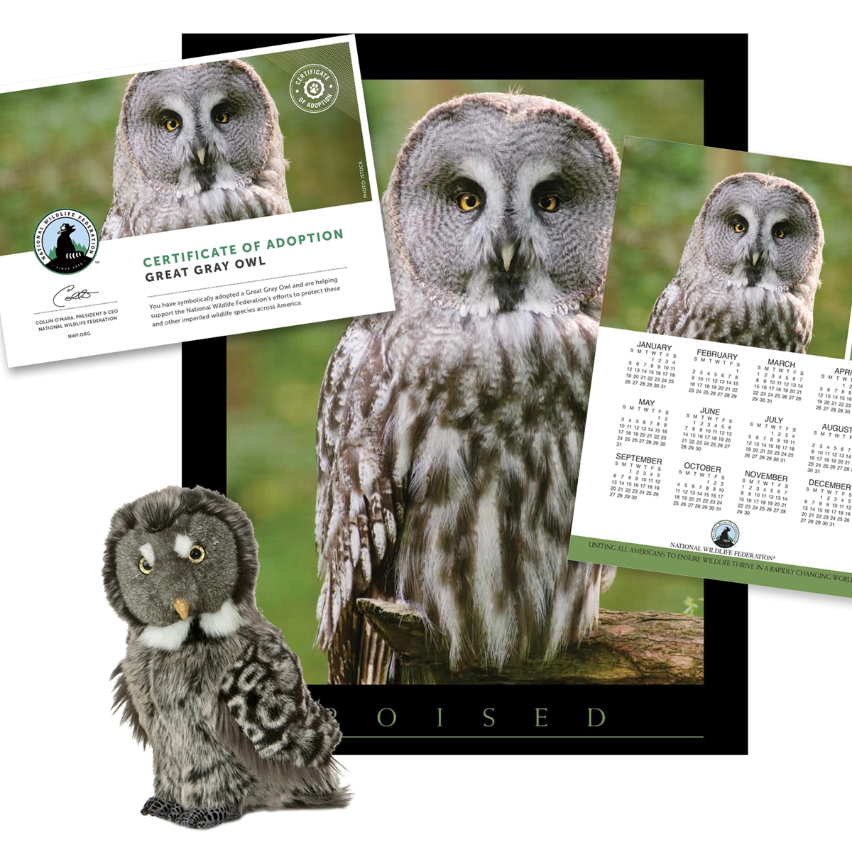 Adopt a Great Gray Owl