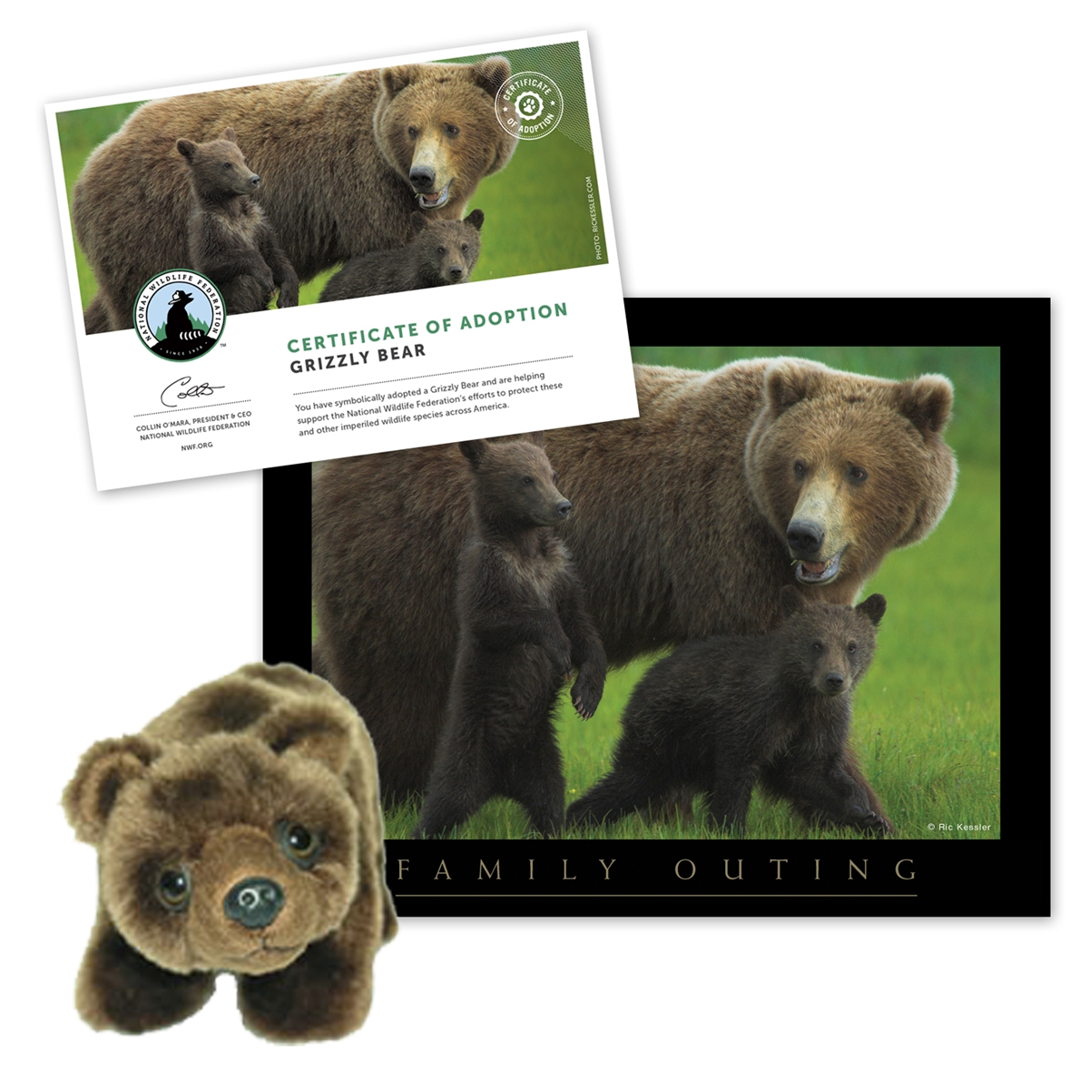 Adopt a Grizzly Bear