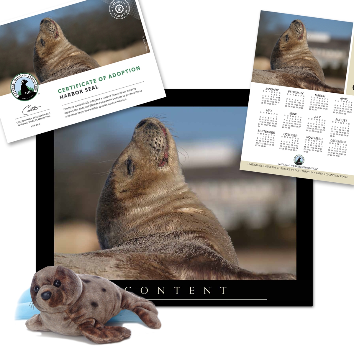 Adopt a Harbor Seal