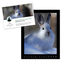 Adopt a Snowshoe Hare