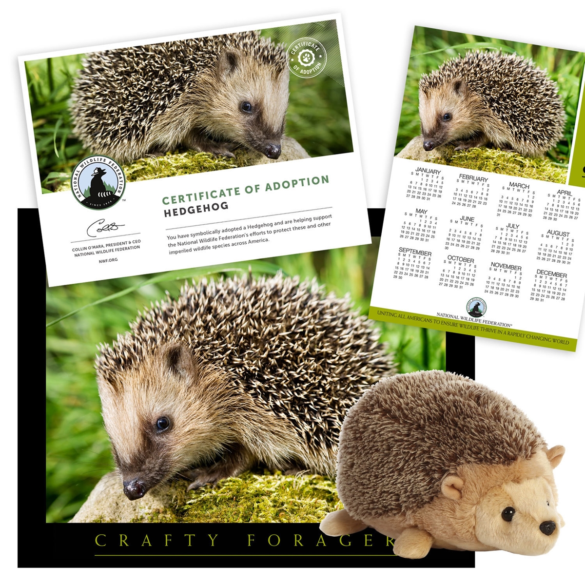 Adopt a Hedgehog