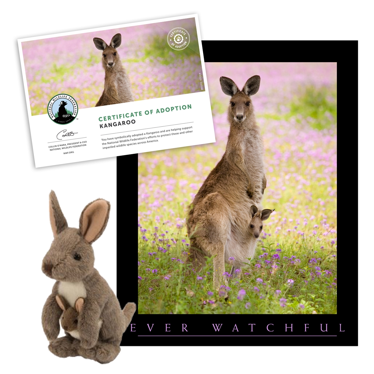 Adopt a Kangaroo