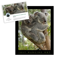 Adopt a Koala - KOLA25