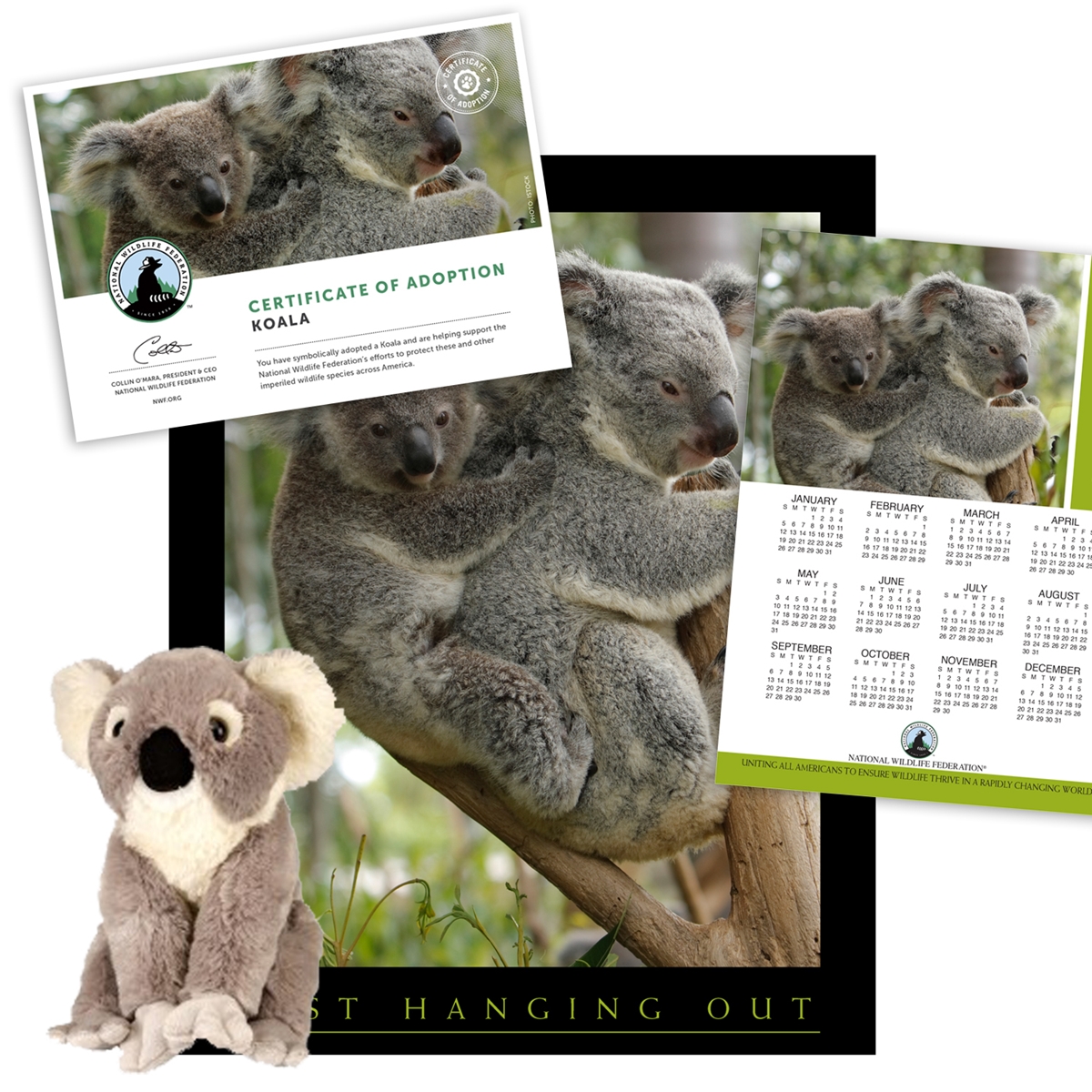 Adopt a Koala