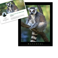 Adopt a Lemur - LEMR25