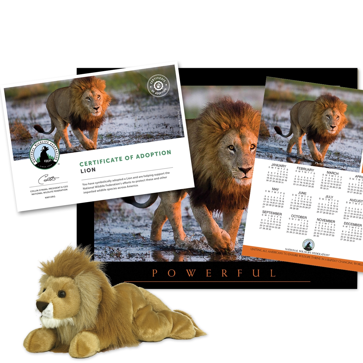 Adopt a Lion