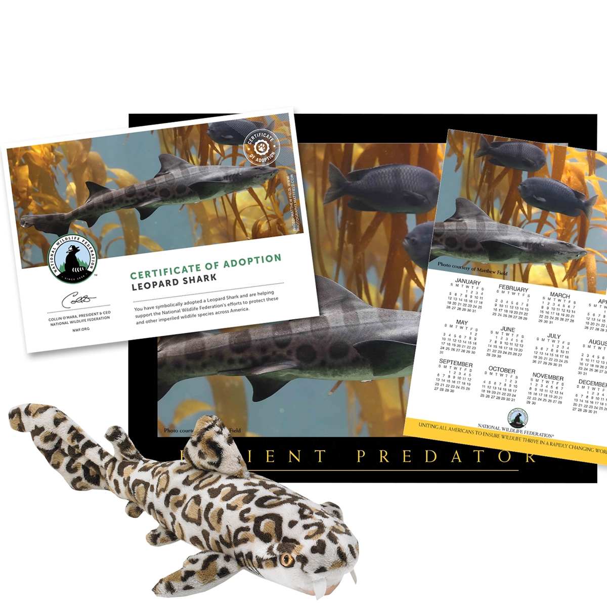 Adopt a Leopard Shark