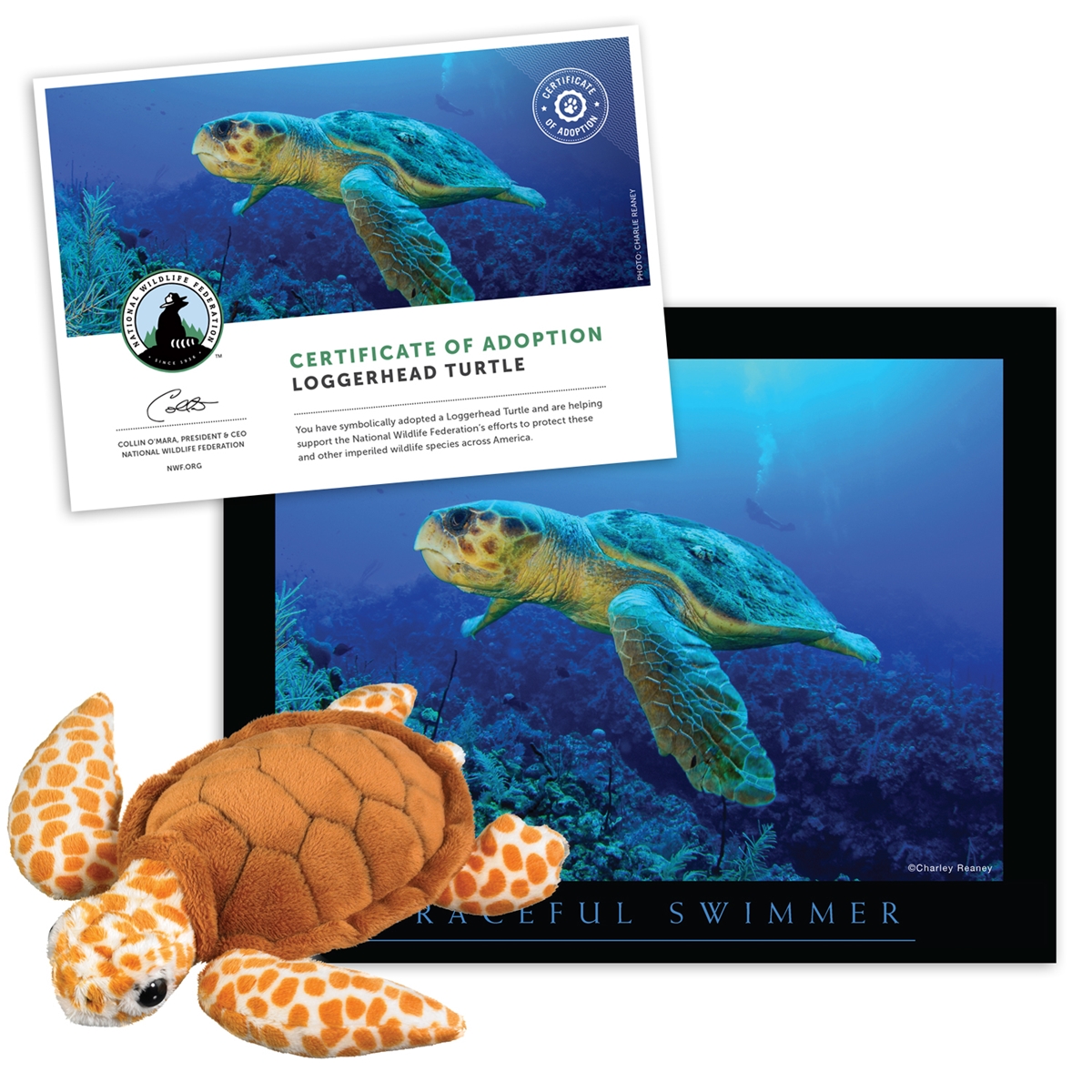 Adopt a Loggerhead Turtle