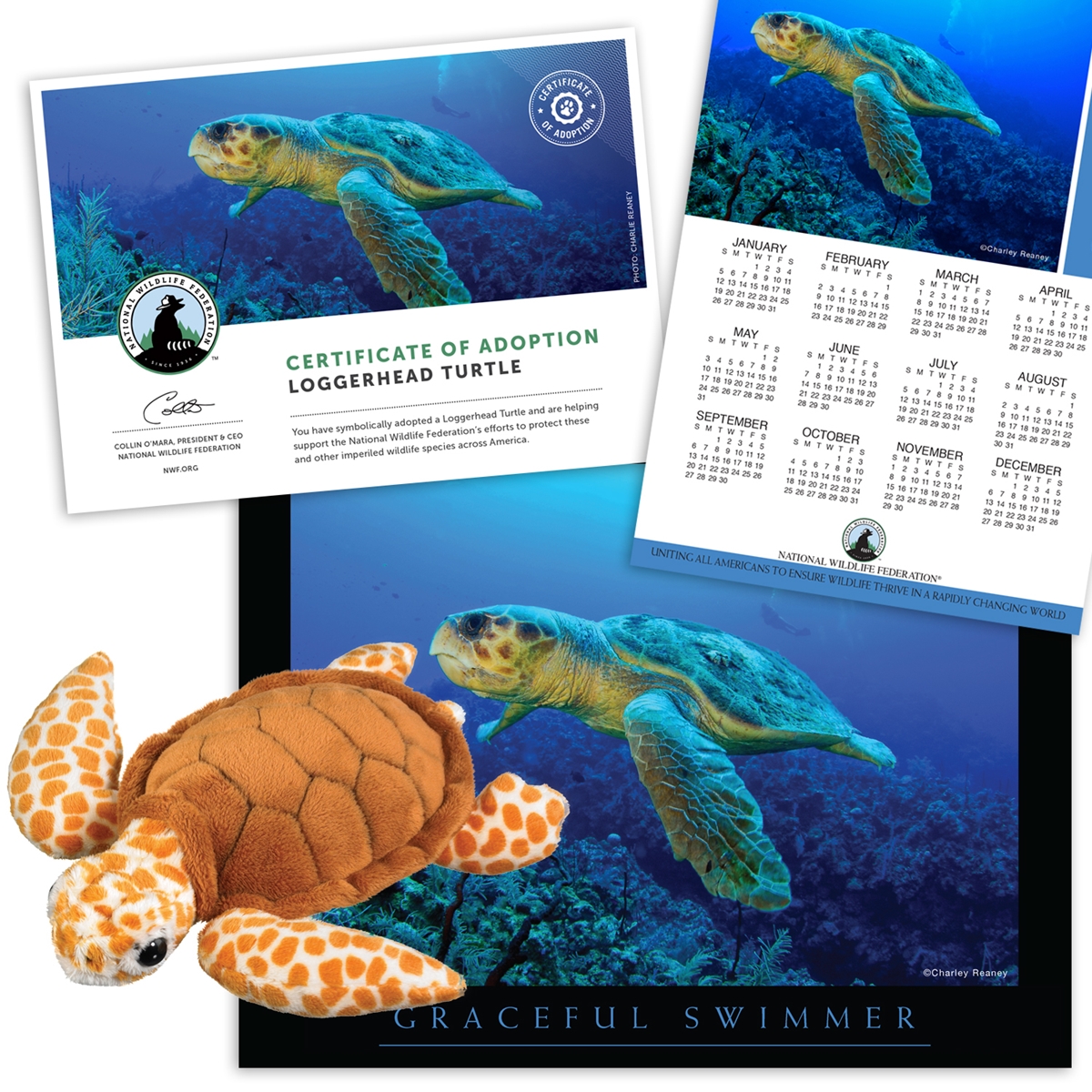 Adopt a Loggerhead Turtle