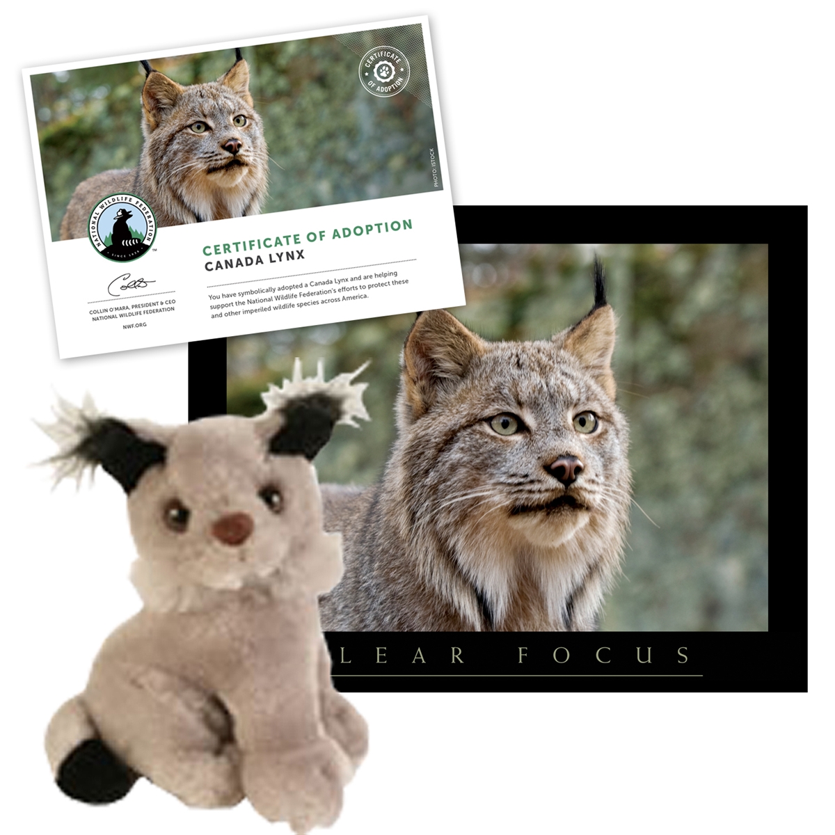 Adopt a Canada Lynx