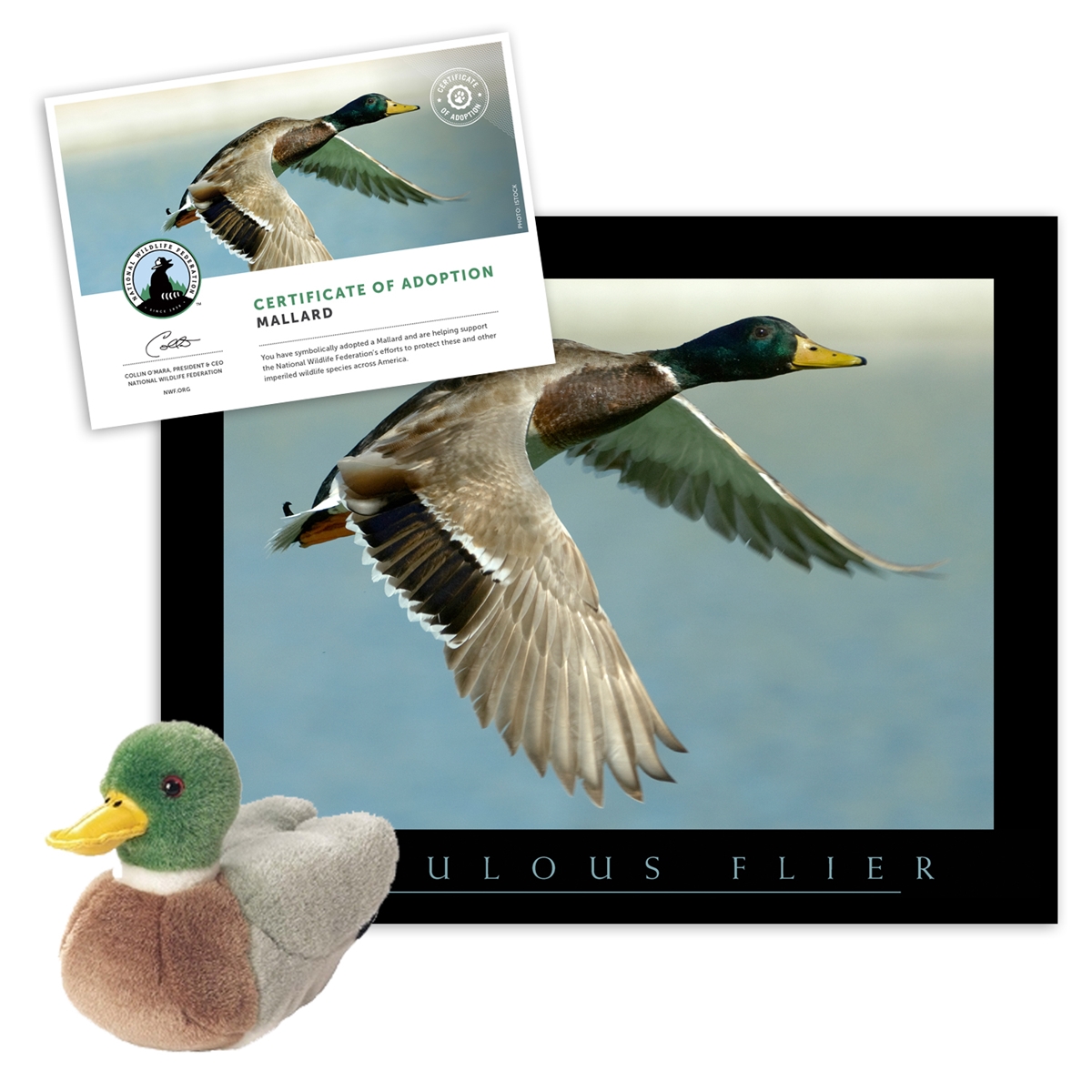 Adopt a Mallard