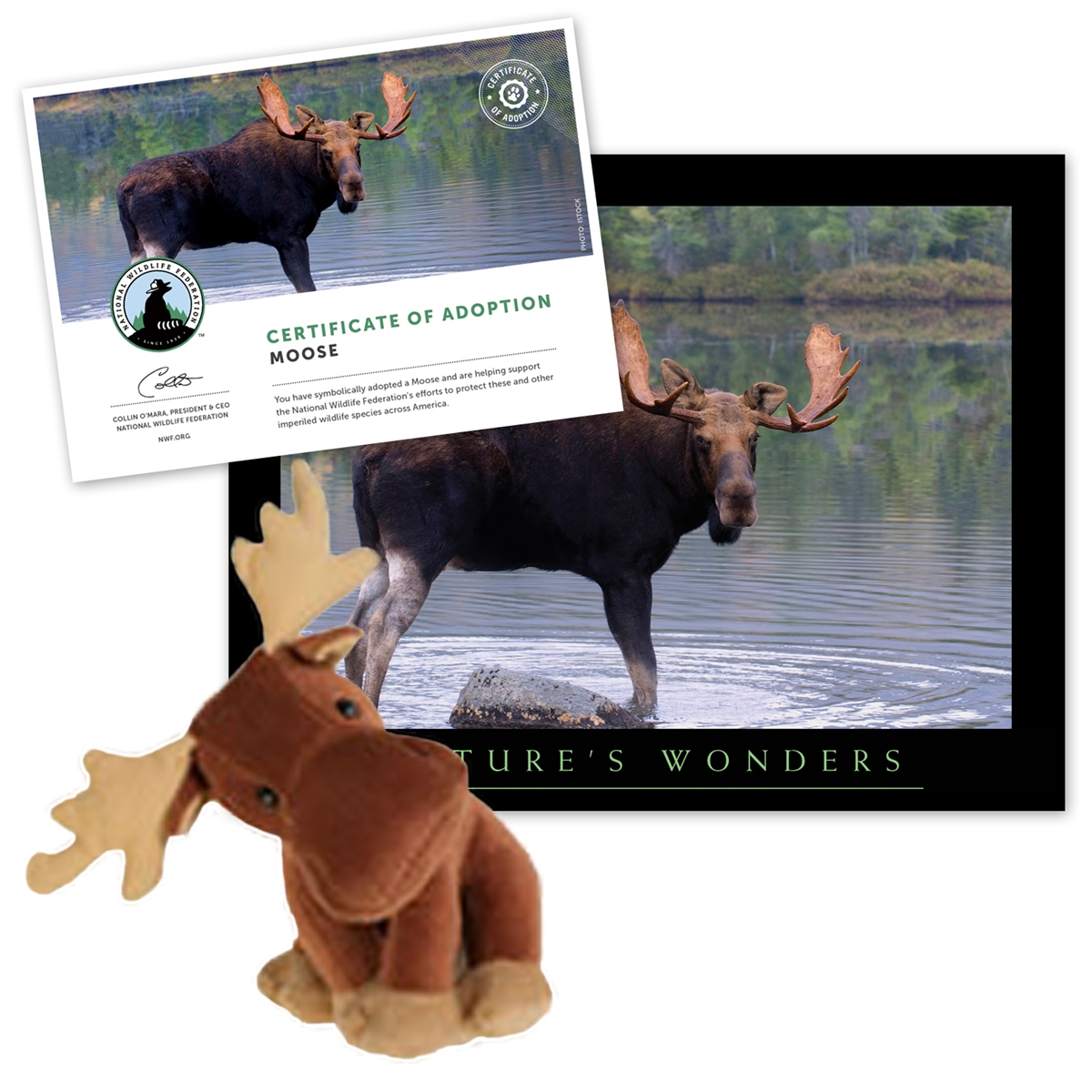 Adopt a Moose