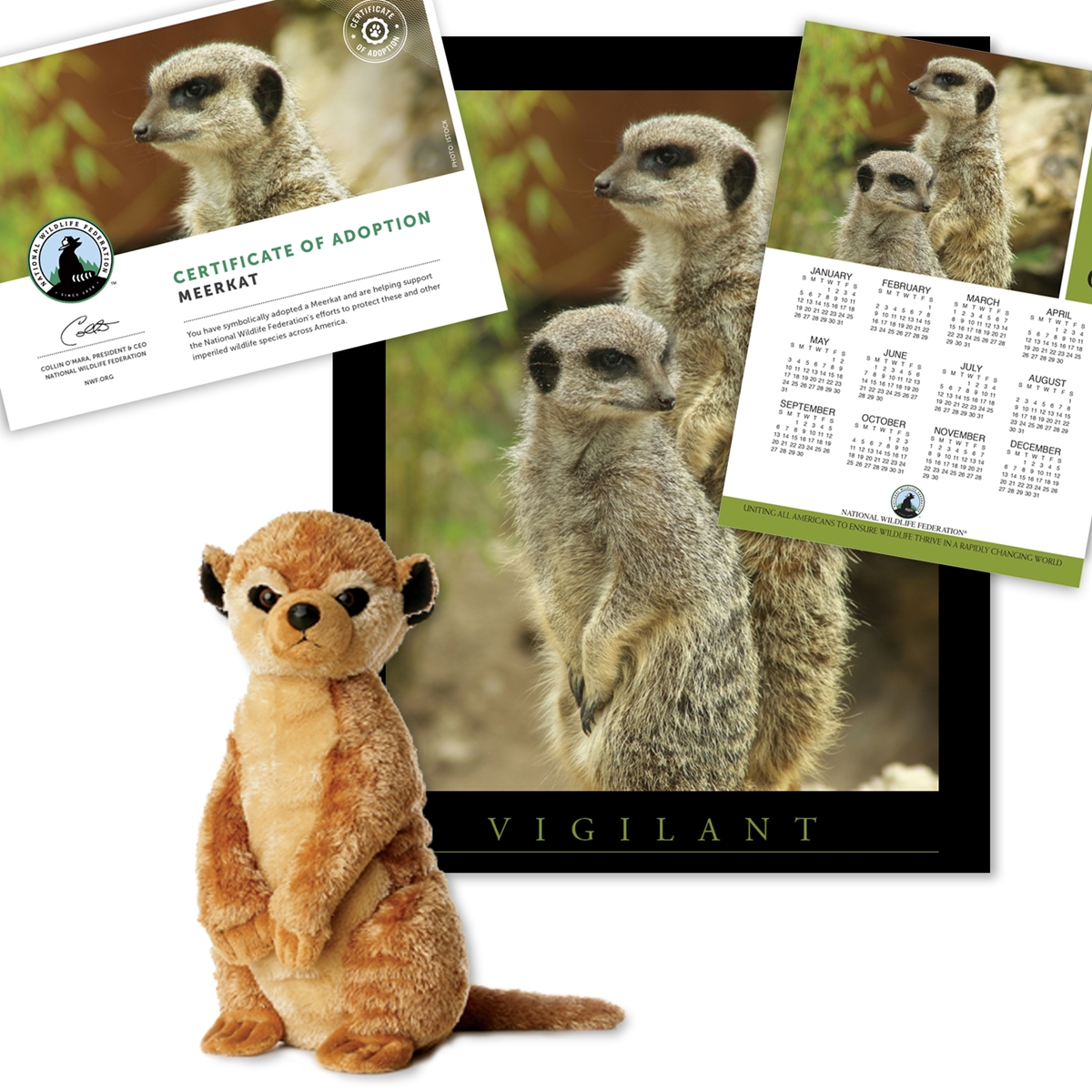 Adopt a Meerkat