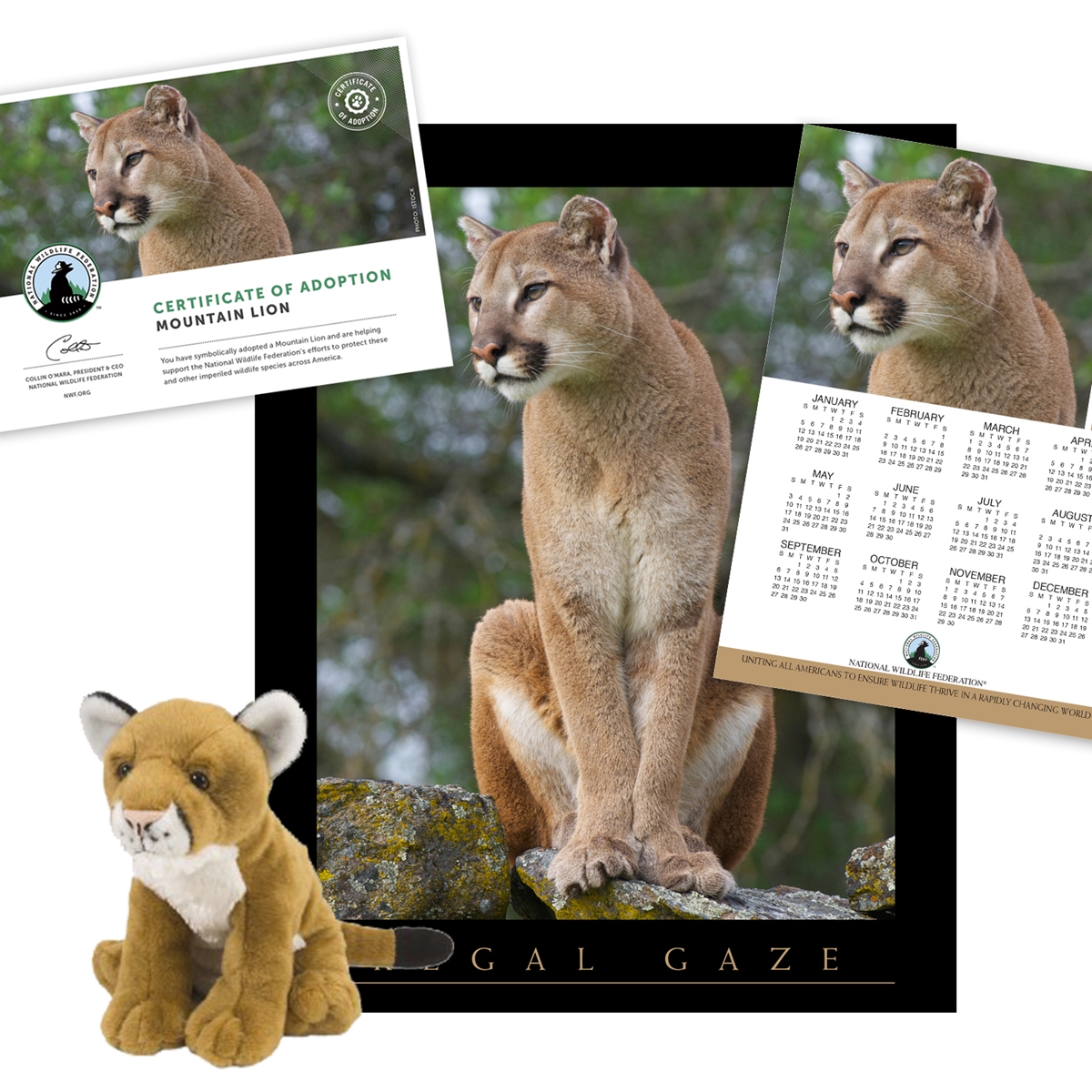 Adopt a Mountain Lion
