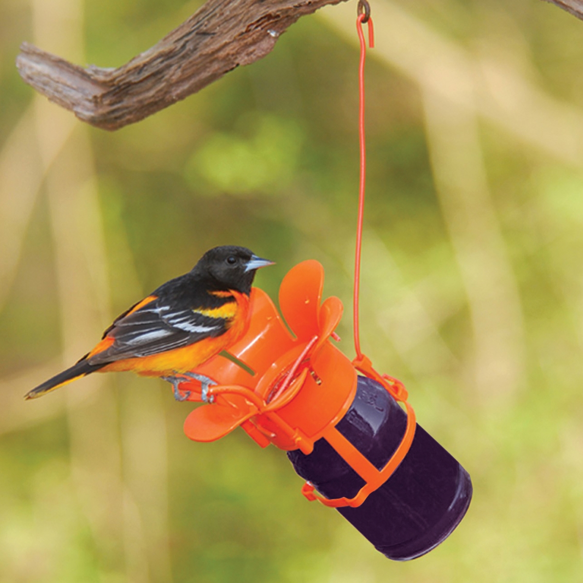Oriole Feeder with Jelly