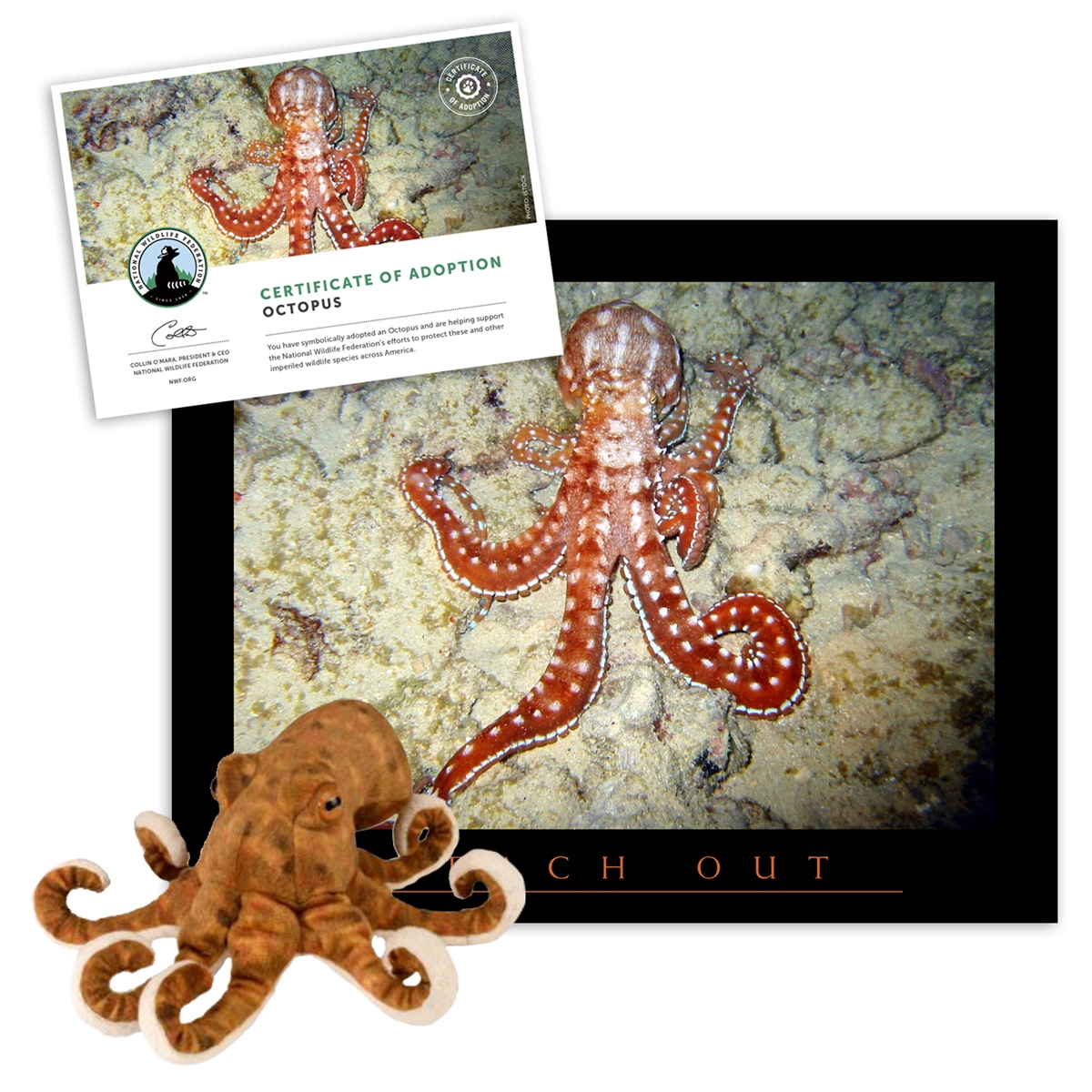 Adopt an Octopus