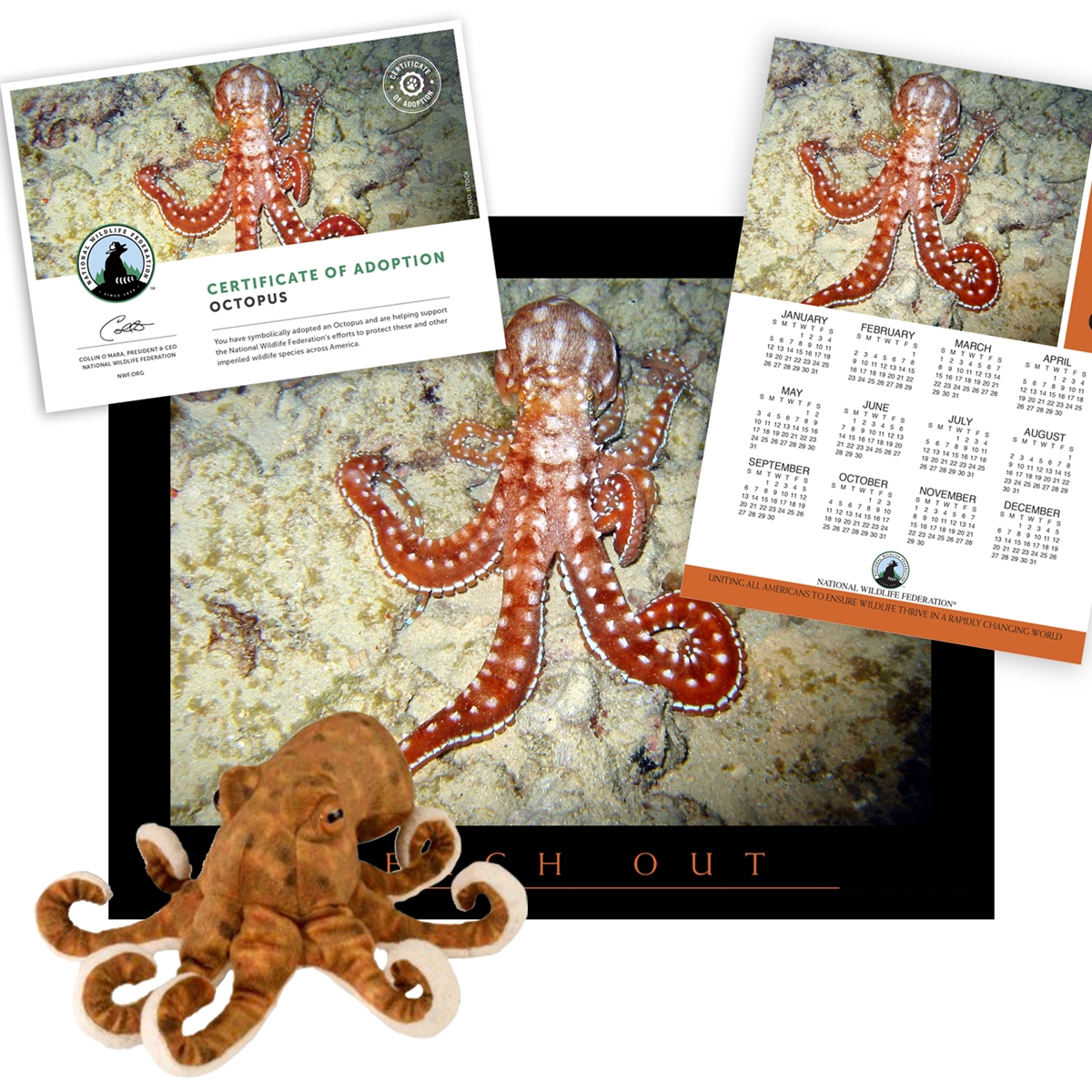 Adopt an Octopus