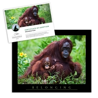 Adopt an Orangutan - ORAN25