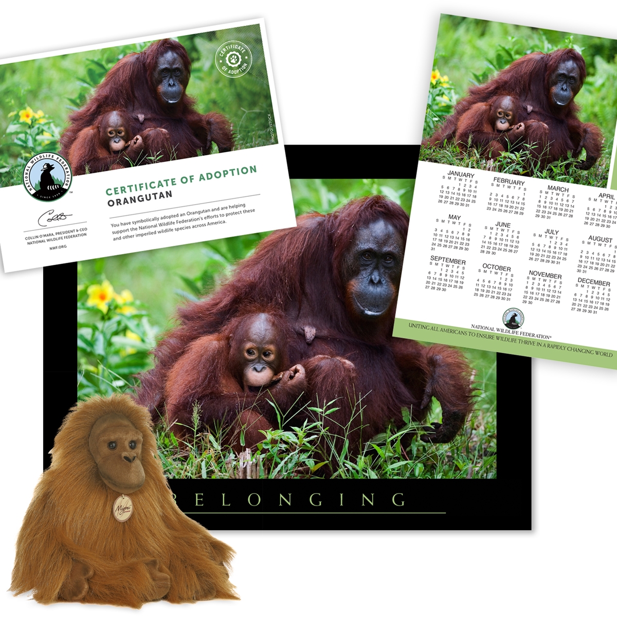 Adopt an Orangutan