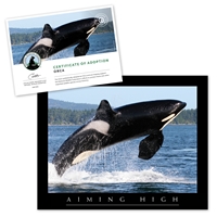 Adopt an Orca - ORCA25
