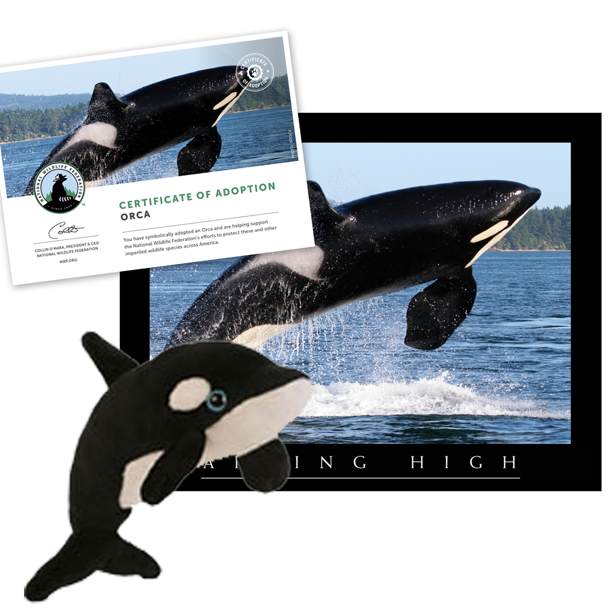 Adopt an Orca