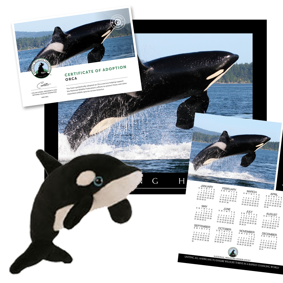 Adopt an Orca