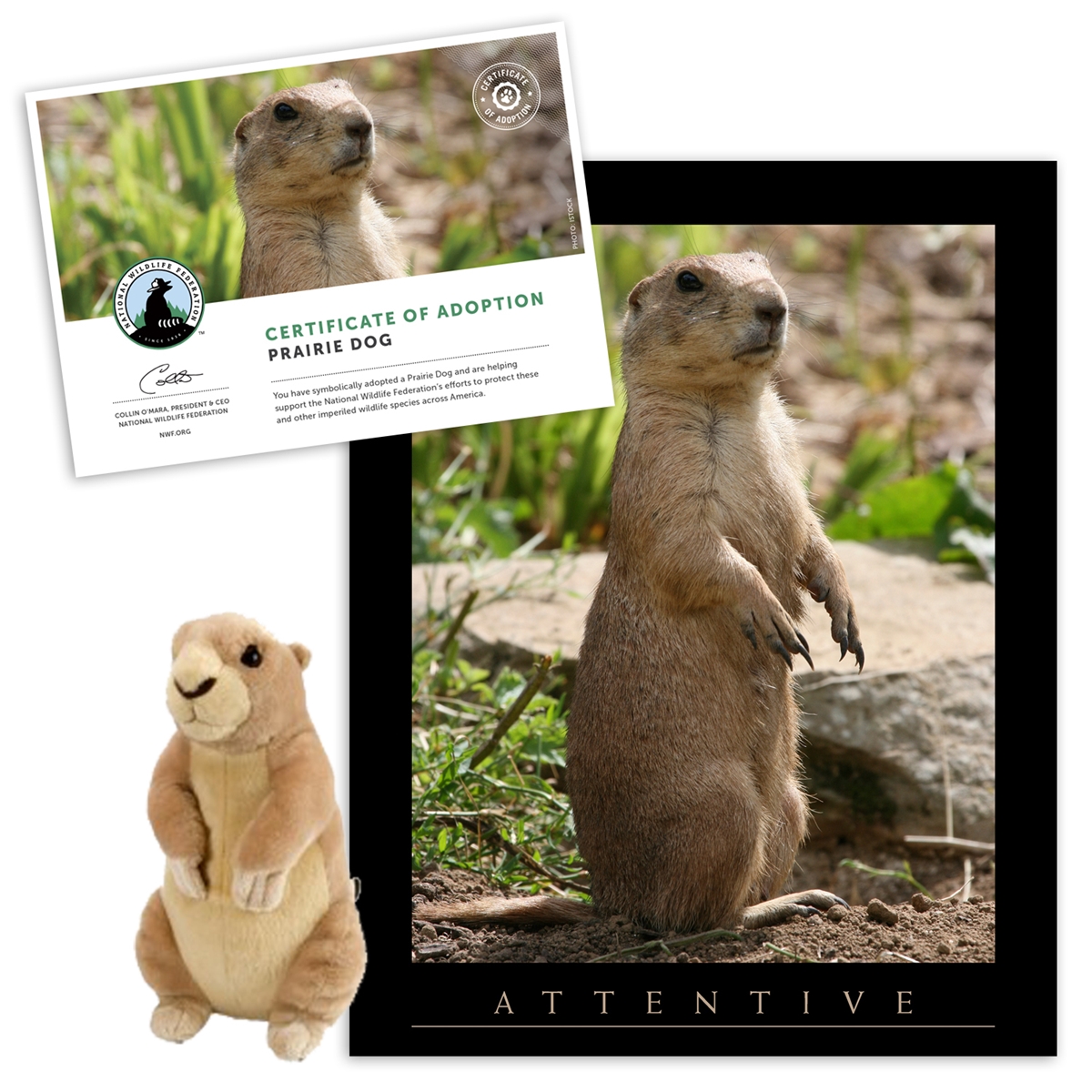 Adopt a Prairie Dog