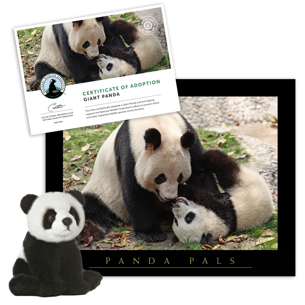Adopt a Giant Panda