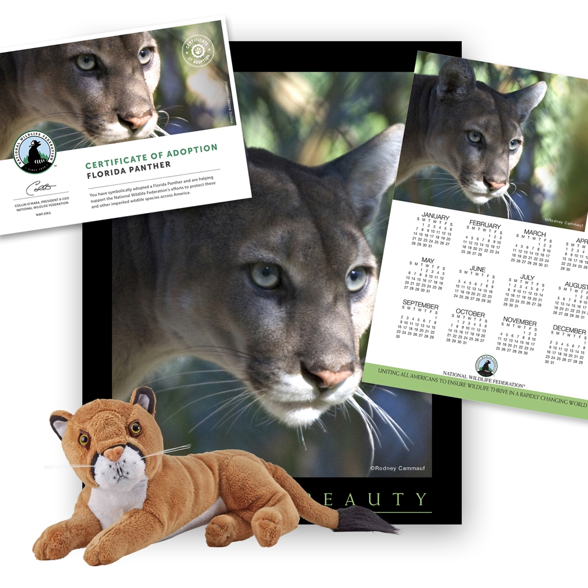 Adopt a Florida Panther