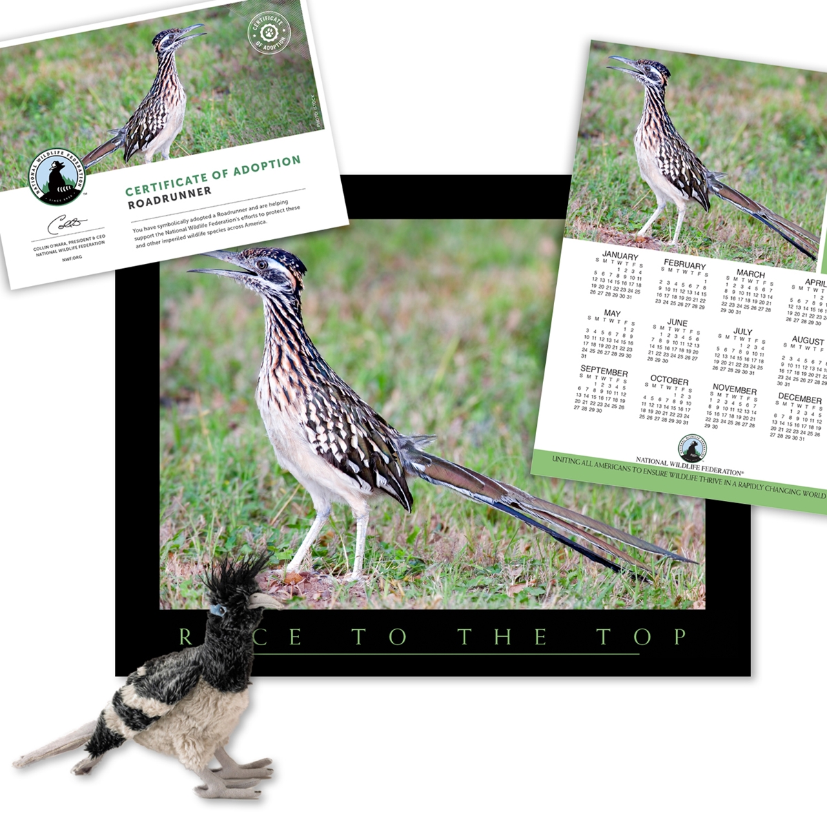 Adopt a Roadrunner