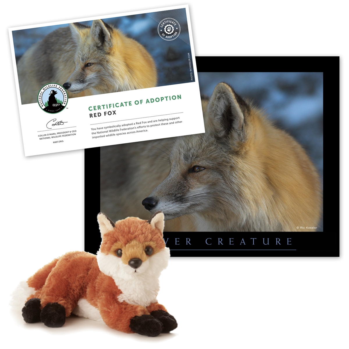 Adopt a Red Fox