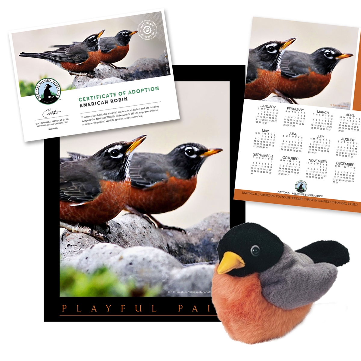 Adopt an American Robin