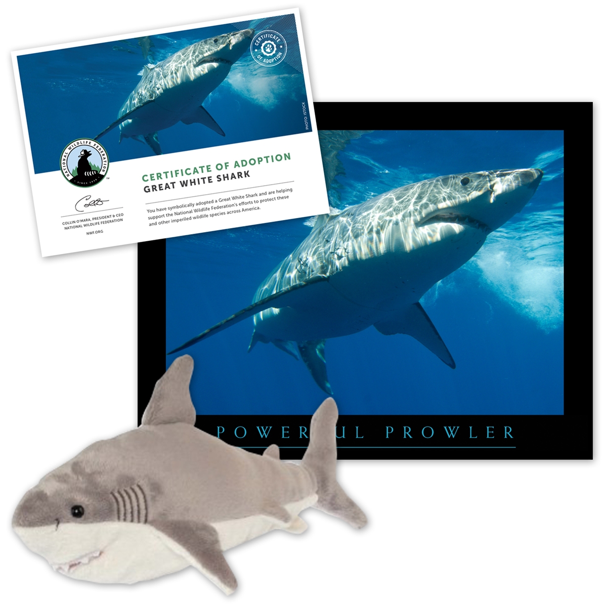 Adopt a Great White Shark