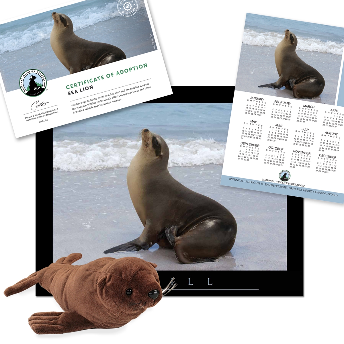 Adopt a Sea Lion