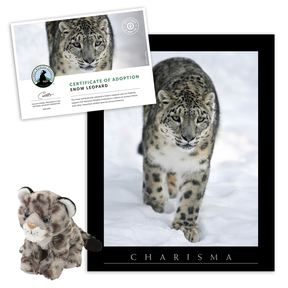 Adopt a Snow Leopard