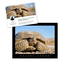 Adopt a Desert Tortoise - TORT25