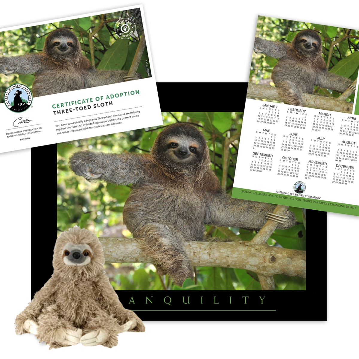 Adopt a Three-Toed Sloth