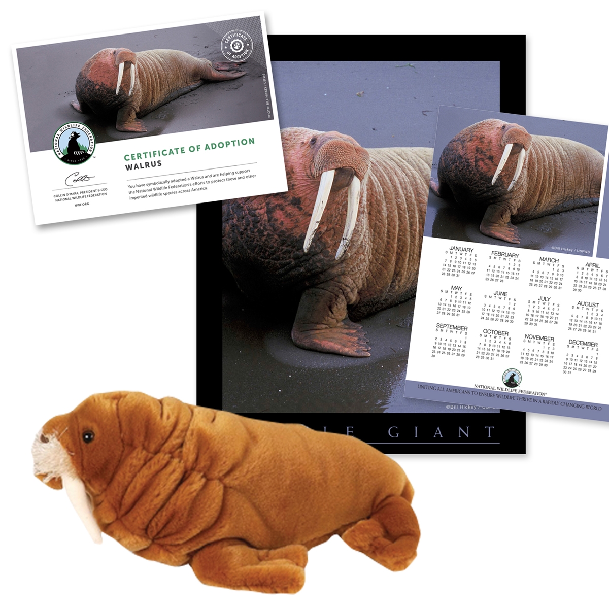 Adopt a Walrus