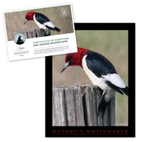 Adopt a Red-Headed Woodpecker - WPKR25